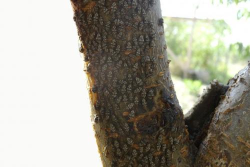 Персик сорт золотая москва. Персик золотая Москва: описание с фото, правила ухода 13 Персик сорт золотая москва. Персик золотая Москва: описание с фото, правила ухода 13