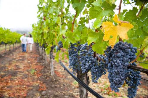 Можно ли садить виноград осенью. Когда лучше сажать виноград: осенью или весной 04