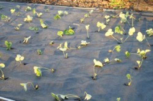 Клубника посадка и уход под пленку. Посадка на мульчирующую пленку 01 Клубника посадка и уход под пленку. Посадка на мульчирующую пленку 01