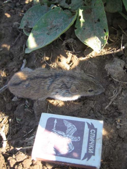 Мыши на грядках, как избавиться. Народные методы борьбы с мышами 04