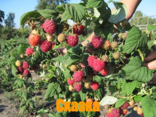 Штамбовая малина богатырь. Популярные сорта штамбовой малины