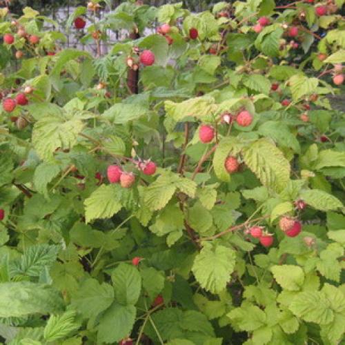 Шпалера для малины своими руками. Шпалера для малины: виды, изготовление и применение 07 Шпалера для малины своими руками. Шпалера для малины: виды, изготовление и применение 07