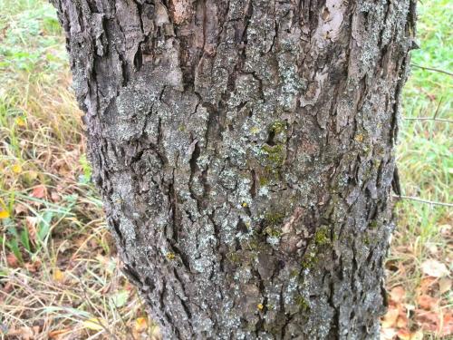 Как избавиться от лишайника на яблоне. Как избавиться от мха и лишайников на яблоне. Секретные рецепты