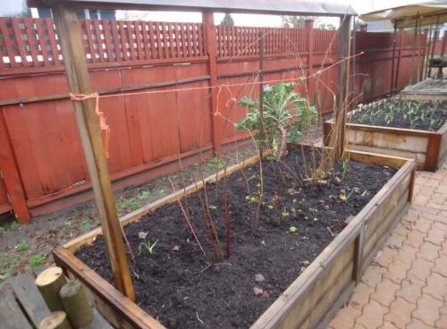 Сорта малины для Сибири. Средние сорта 01