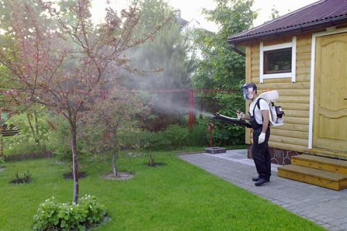 Чем опрыскивать деревья весной. Чем опрыскивать плодовые деревья весной?