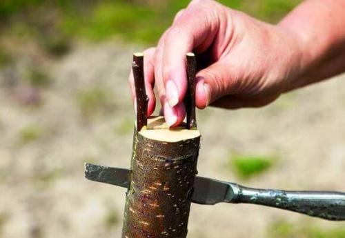 Как прививать яблони осенью и когда. Задачи и цели