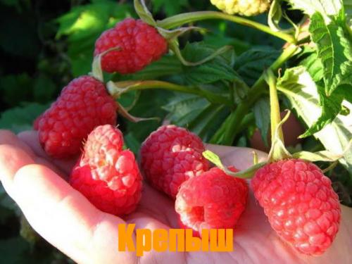 Штамбовая малина богатырь. Популярные сорта штамбовой малины