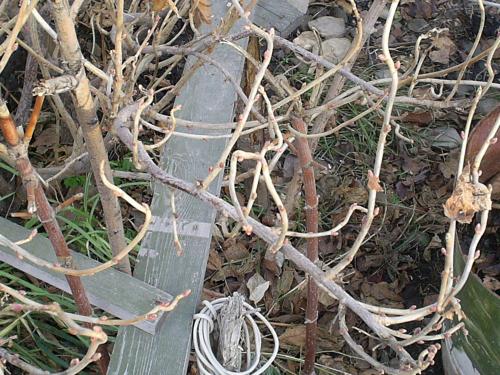 Листья у смородины скручиваются. У смородины скручиваются листья: почему, что делать и чем обработать? 04 Листья у смородины скручиваются. У смородины скручиваются листья: почему, что делать и чем обработать? 04