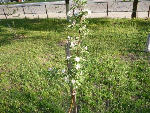 Когда сажать яблони в средней полосе. Когда лучше сажать яблоню