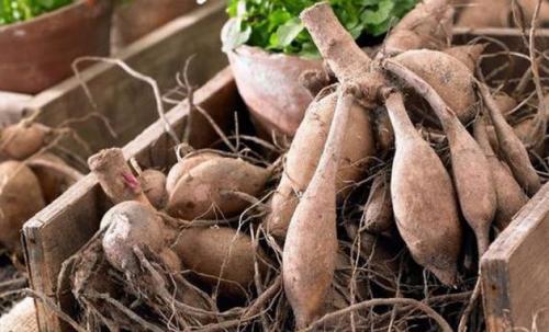 Когда и как убирать табак курительный. Как правильно выращивать табак, пошаговая инструкция 13