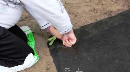 Посадка клубники под агроволокно. Клубника на агроволокне: посадка и уход 09