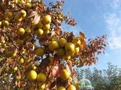 Обрезка груши при посадке. Обрезка груши весной видео для начинающих