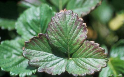 Что делать с клубникой в конце июля. Как и когда удалять листья у клубники