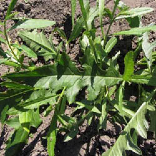 Пыловка для огорода применение. Разновидности и их использование 05