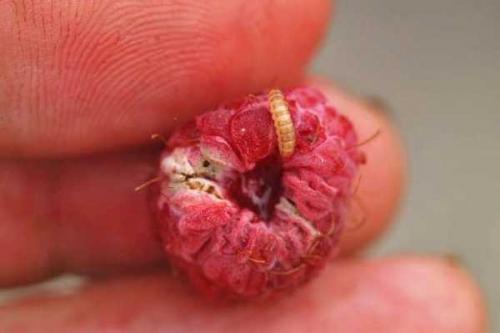 Чем обработать малину от червей в ягодах. Защитите ягоды малины от червей — советы по профилактике 07 Чем обработать малину от червей в ягодах. Защитите ягоды малины от червей — советы по профилактике 07