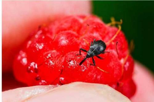 Чем обработать малину от червей в ягодах. Защитите ягоды малины от червей — советы по профилактике 08 Чем обработать малину от червей в ягодах. Защитите ягоды малины от червей — советы по профилактике 08