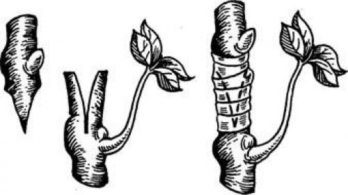 Как привить виноград осенью. Что такое прививка и для чего она нужна винограду 07