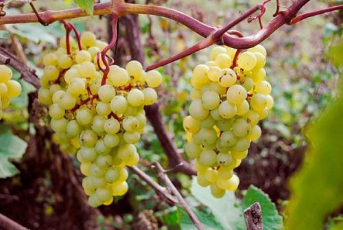 Выращивание винограда в краснодарском крае. Краснодарский край