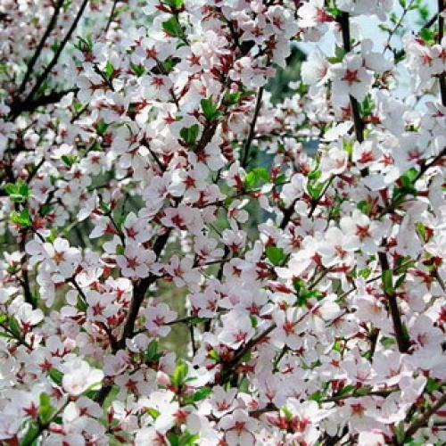 Обрезка вишня войлочная осенью. Обрезка очень старых кустарников войлочной вишни 05