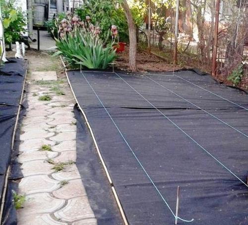 Посадка клубники под агроволокно. Клубника на агроволокне: посадка и уход 10