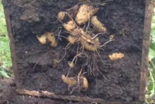 Двухрядная посадка картофеля. Другие схемы посадки картофеля