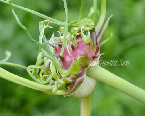 Когда и как убирать чеснок. Когда убирать чеснок