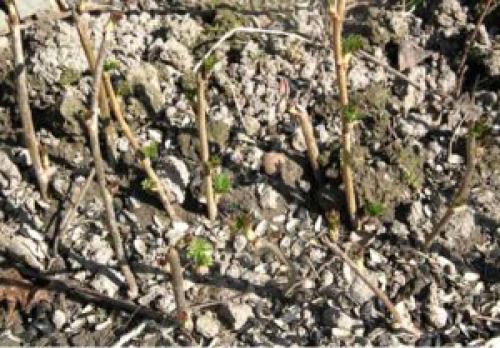 Размножение смородины и крыжовника черенками. Черенкованием