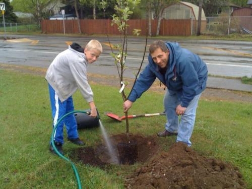 Когда лучше сажать яблони весной или осенью. Когда лучше сажать яблоню?