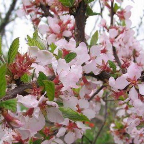 Обрезка вишня войлочная осенью. Обрезка очень старых кустарников войлочной вишни 01