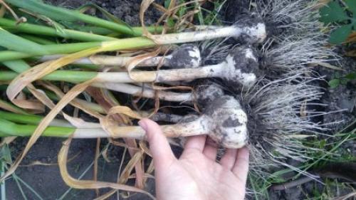 Когда и как убирать чеснок с грядки. Когда убирать чеснок с грядки?