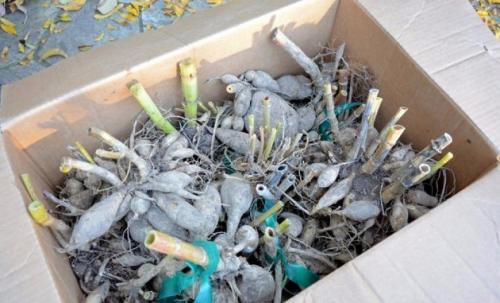 Когда и как убирать табак курительный. Как правильно выращивать табак, пошаговая инструкция 16