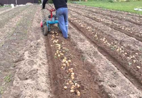 Как убрать картошку мотоблоком. Преимущества механической уборки