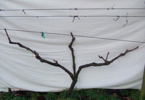 Обрезка неукрывного винограда осенью. Обрезка винограда осенью и весной: важные тонкости