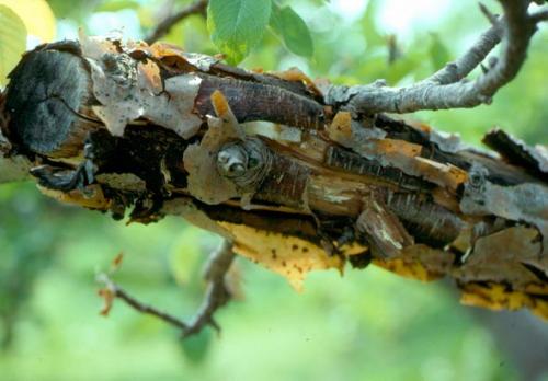 Черный рак на яблоне лечение. Рак яблони: особенности болезни 08 Черный рак на яблоне лечение. Рак яблони: особенности болезни 08