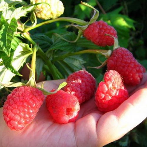 Шпалера для малины своими руками. Шпалера для малины: виды, изготовление и применение 02