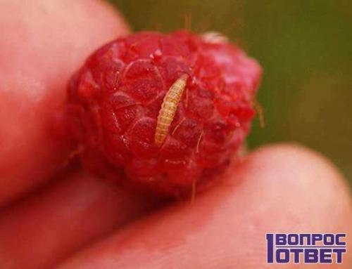 Малина червивая, как бороться. Почему червивая и что делать? 01