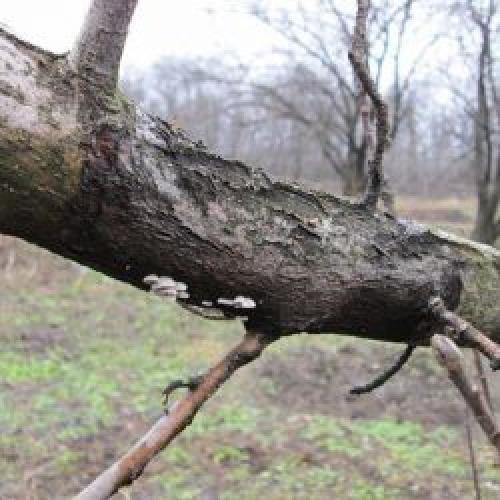 Черный рак на яблоне лечение. Рак яблони: особенности болезни 06 Черный рак на яблоне лечение. Рак яблони: особенности болезни 06