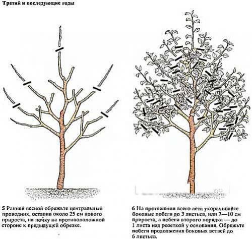 Обрезка груши при посадке. Обрезка груши весной видео для начинающих