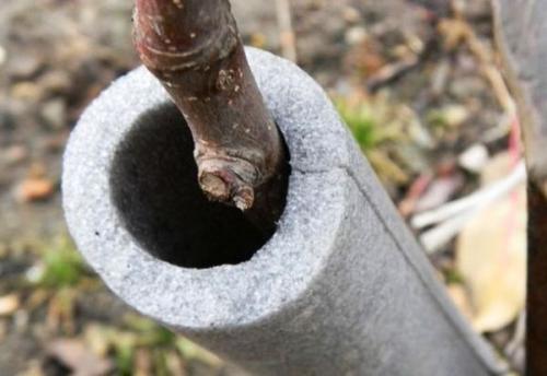 Как утеплить на зиму грушу чижевского. Как утеплить грушу на зиму и уберечь дерево от морозобоин