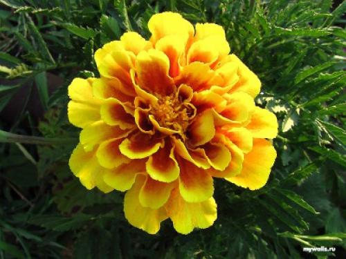 Что посадить, чтобы обеззаразить землю. 