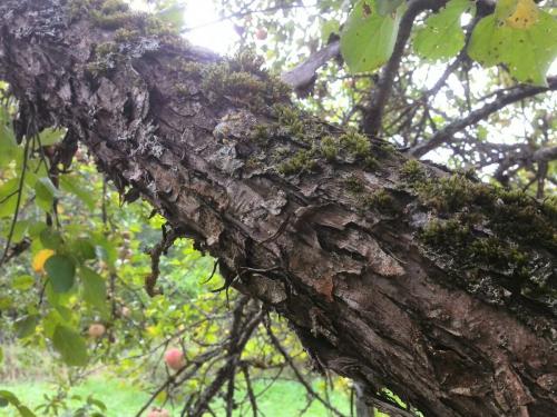 Как избавиться от лишайника на яблоне. Как избавиться от мха и лишайников на яблоне. Секретные рецепты