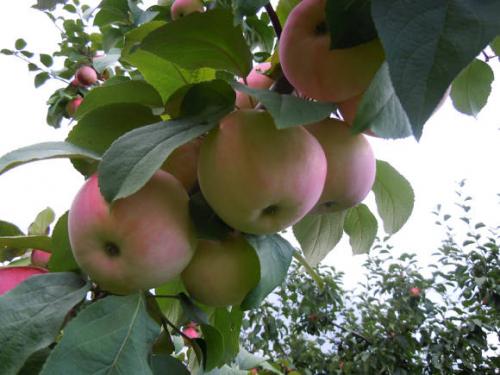 Когда заготавливают черенки для прививки яблонь. Какие черенки брать для прививки яблони 06 Когда заготавливают черенки для прививки яблонь. Какие черенки брать для прививки яблони 06