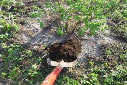 Уход за крыжовником осенью. Крыжовник осенью: уход, обрезка и подкормка