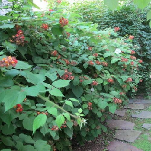 Шпалера для малины своими руками. Шпалера для малины: виды, изготовление и применение 04