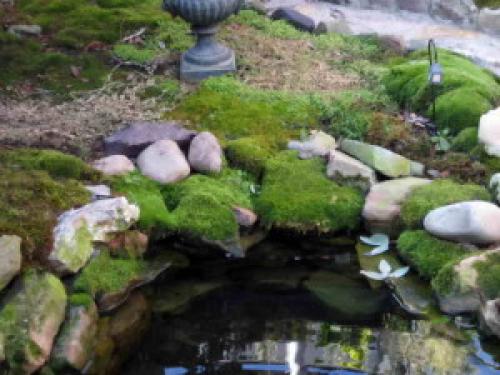 Мох растет на, какой почве. Способы избавиться от мха на приусадебном участке