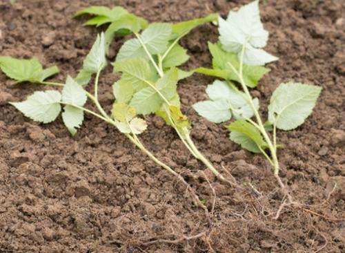 Размножение малины крапивкой. Размножение малины зелеными черенками. Фото.