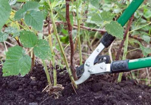 Ремонтантная малина, как обрезать на зиму. Как обрезать и готовить ремонтантную малину к зиме? 03 Ремонтантная малина, как обрезать на зиму. Как обрезать и готовить ремонтантную малину к зиме? 03