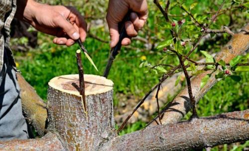 Как привить на яблоню другой сорт. Как выбрать время для прививки