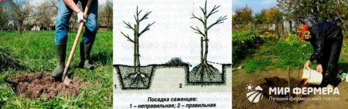 Как сажать колоновидные яблони осенью. Колоновидная яблоня: как сажать и обрезать
