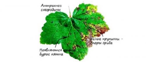 Стеклянница на смородине меры борьбы. Народные способы борьбы 04 Стеклянница на смородине меры борьбы. Народные способы борьбы 04